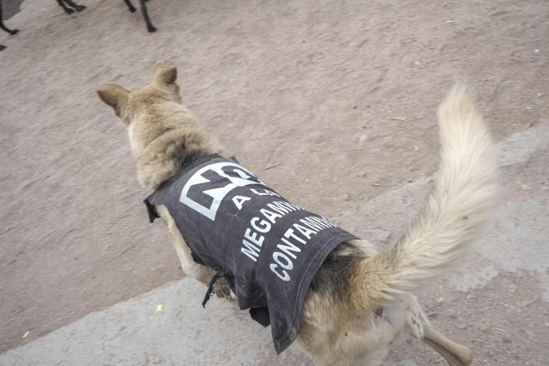 Las pecheras contra la minería, hasta en los perritos uspallatinos. Las pecheras contra la minería, hasta en los perritos uspallatinos.