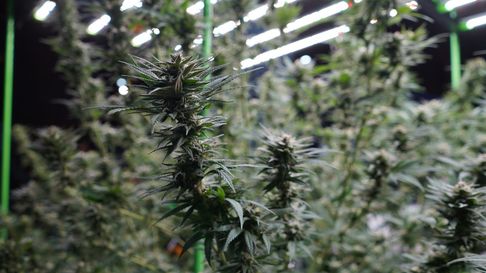 Alfredo Cornejo consideró que esta nueva actividad representa una oportunidad concreta para ampliar la matriz productiva de la provincia. Alfredo Cornejo consideró que esta nueva actividad representa una oportunidad concreta para ampliar la matriz productiva de la provincia.