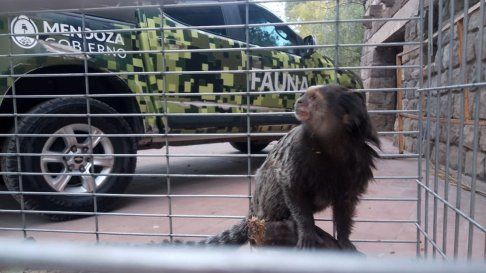 rescataron a un mono titi que era victima del trafico ilegal en chacras de coria rescataron a un mono titi que era victima del trafico ilegal en chacras de coria