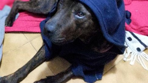 La Plata conmovida. Los perros sobrevivientes de la Guardería del Horror de Los Hornos necesitan ayuda La Plata conmovida. Los perros sobrevivientes de la Guardería del Horror de Los Hornos necesitan ayuda