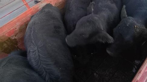 Los animales fueron rescatados por la Policía alvearense. Los animales fueron rescatados por la Policía alvearense.