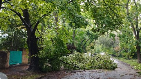 Árbol caído en una calle de City Bell, La Plata Árbol caído en una calle de City Bell, La Plata