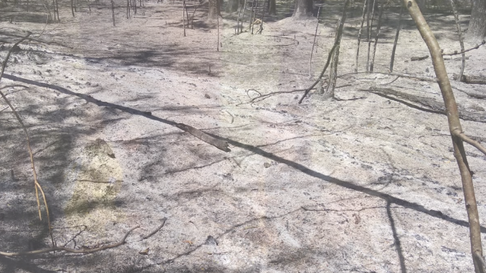 asi quedo el parque pereyra iraola tras el feroz incendio asi quedo el parque pereyra iraola tras el feroz incendio