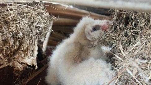 rescate exitoso en san rafael de la lechuza campanario, un ave clave para la fauna mendocina rescate exitoso en san rafael de la lechuza campanario, un ave clave para la fauna mendocina