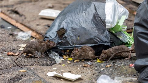 vecinos de tolosa denuncian la presencia de ratas entre la basura vecinos de tolosa denuncian la presencia de ratas entre la basura