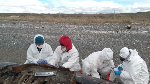 Investigadoras estudian el varamiento masivo en las costas de Tierra del Fuego Investigadoras estudian el varamiento masivo en las costas de Tierra del Fuego