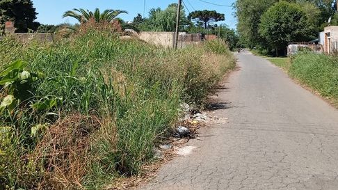 el pasto se apodero de una calle en un barrio de la plata y complica el paso el pasto se apodero de una calle en un barrio de la plata y complica el paso
