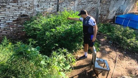 Tras una denuncia realizada por autoridades del Club Hípico sobre una presunta vivienda usurpada, la Policía constató la presencia de una plantación de marihuana en el lugar. Tras una denuncia realizada por autoridades del Club Hípico sobre una presunta vivienda usurpada, la Policía constató la presencia de una plantación de marihuana en el lugar.