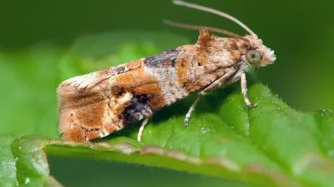La innovadora solución del silenciamiento génico creada por científicos argentinos abre un horizonte esperanzador para una vitivinicultura sostenible y respetuosa con el planeta. La innovadora solución del silenciamiento génico creada por científicos argentinos abre un horizonte esperanzador para una vitivinicultura sostenible y respetuosa con el planeta.