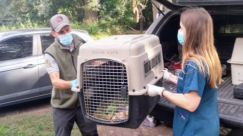 Animales silvestres rescatados del tráfico ilegal fueron enviados a Santa Fe Animales silvestres rescatados del tráfico ilegal fueron enviados a Santa Fe
