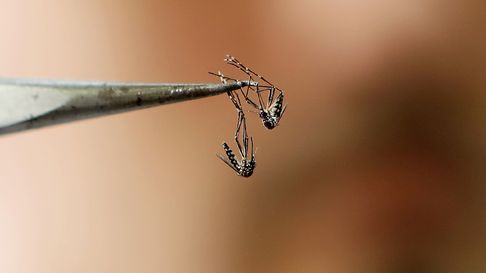Alerta en el interior por los casos de dengue Alerta en el interior por los casos de dengue