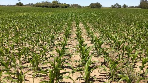 Un incentivo para los productores agrícolas del Sur. Un incentivo para los productores agrícolas del Sur.