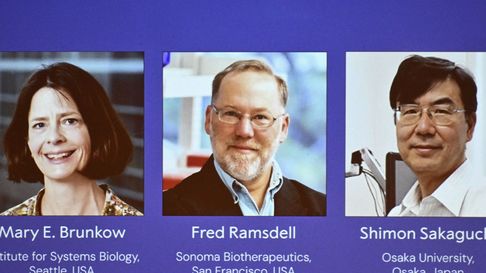 Mary E. Brunkow, Fred Ramsdell y Shimon Sakaguchi recibieron el Premio Nobel de Medicina 2025 por sus descubrimientos sobre la tolerancia inmune periférica. Mary E. Brunkow, Fred Ramsdell y Shimon Sakaguchi recibieron el Premio Nobel de Medicina 2025 por sus descubrimientos sobre la tolerancia inmune periférica.