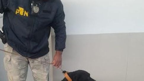 El can fue quien descubrió lo que la mujer llevaba escondido. El can fue quien descubrió lo que la mujer llevaba escondido.