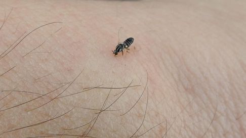 El barigüí invadió el AMBA El barigüí invadió el AMBA