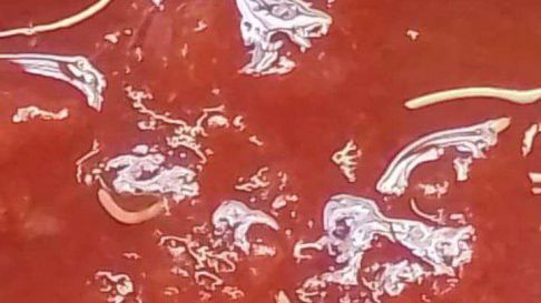 Han ordenado detener la venta del lote en cuestión y contactar a su proveedor para coordinar el retiro de los productos afectados. Han ordenado detener la venta del lote en cuestión y contactar a su proveedor para coordinar el retiro de los productos afectados.