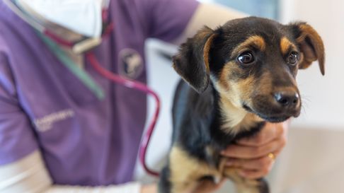Las prepagas ofrecen cada vez más servicios que incluyen a las mascotas como miembros de la familia. Las prepagas ofrecen cada vez más servicios que incluyen a las mascotas como miembros de la familia.