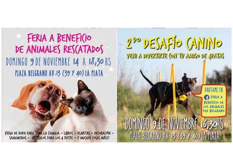 Plaza Malvinas y Plaza Belgrano de La Plata realizarán ferias para perros y gatos rescatados Plaza Malvinas y Plaza Belgrano de La Plata realizarán ferias para perros y gatos rescatados